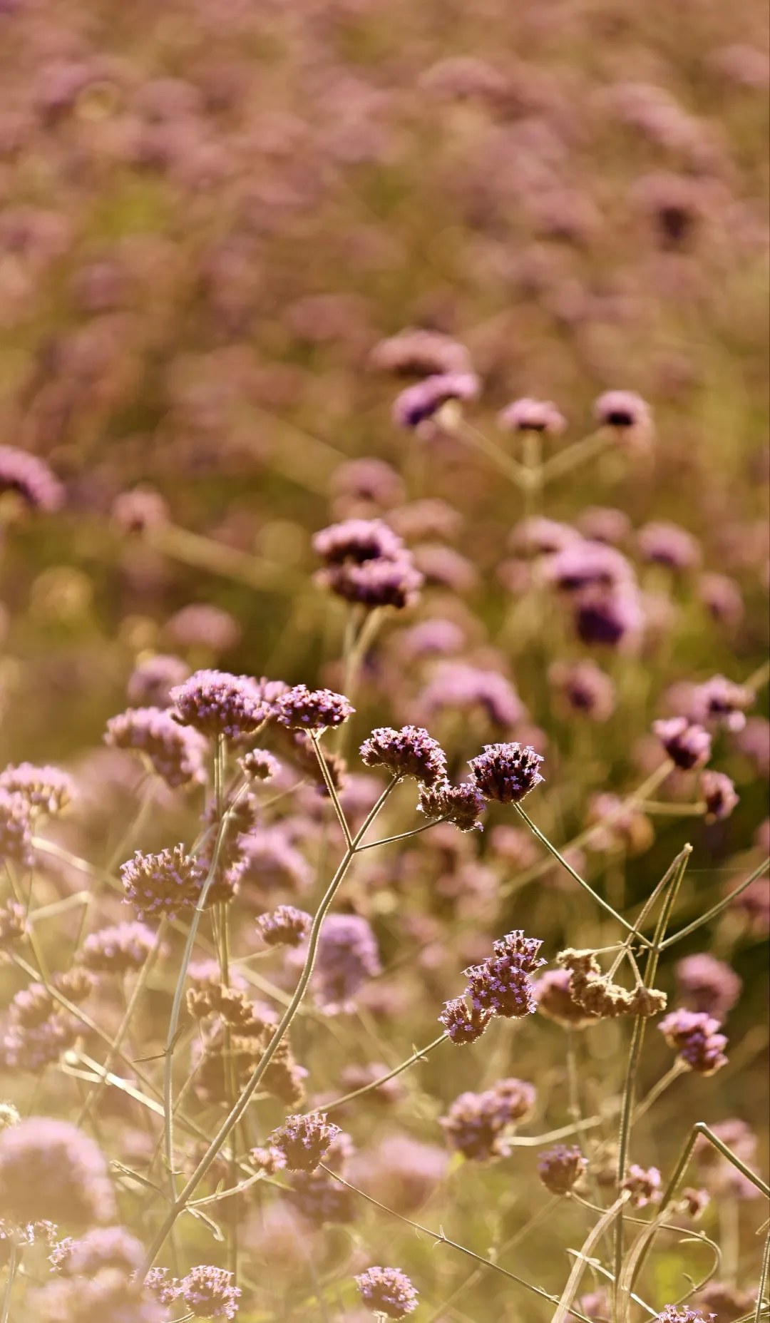Close view of flowers in Nalati