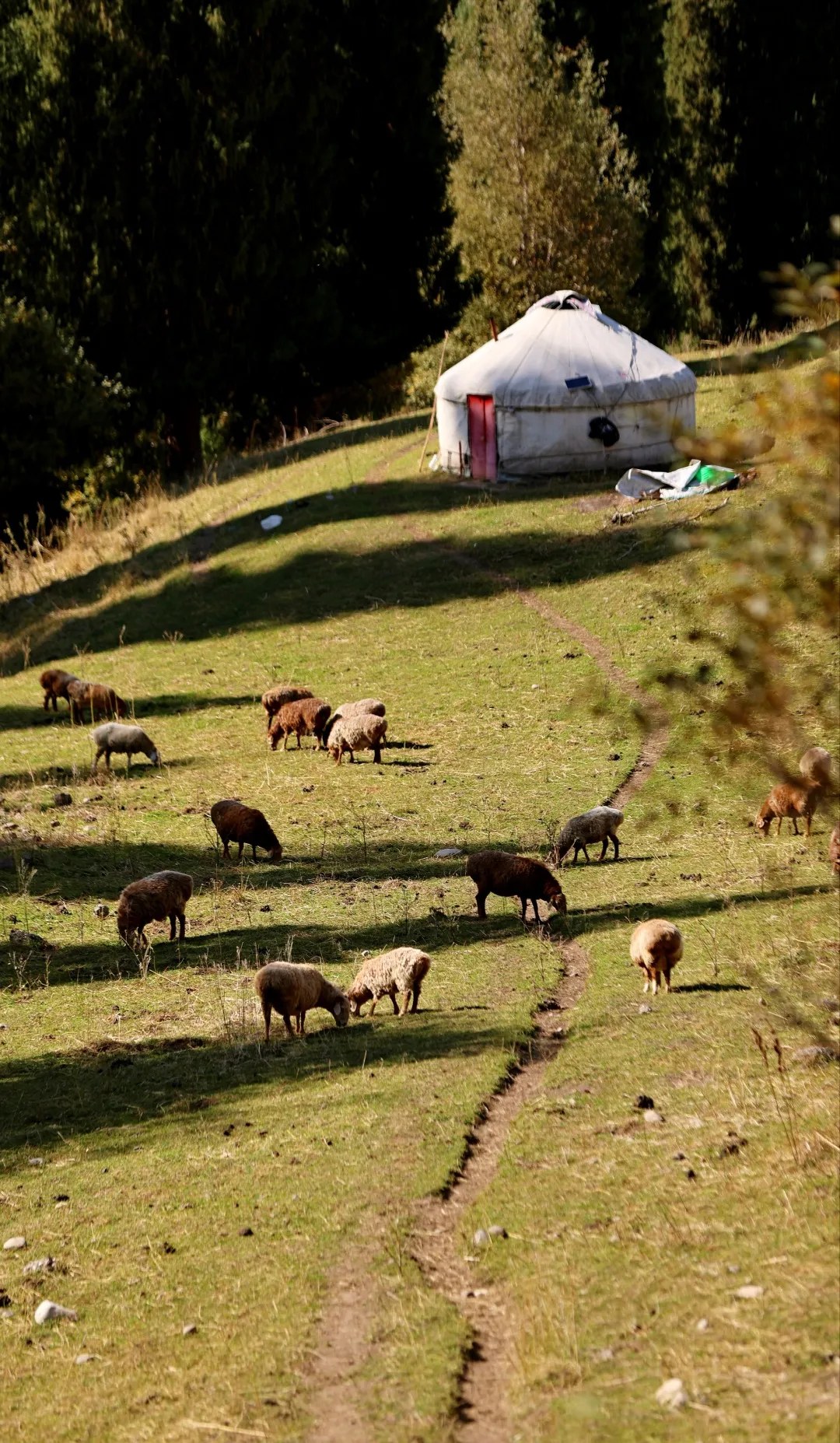 Pasture and yurt in Nalati