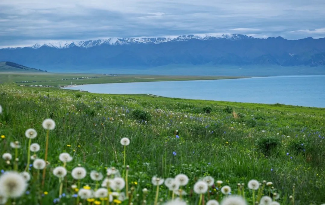 Wildflowers and distant mountains in the Tianshan area