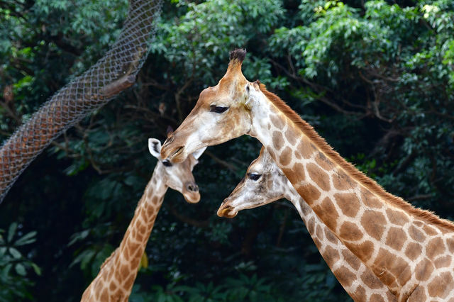 Shenzhen Safari Park Reference image 3