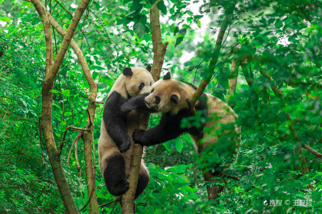 Chengdu Research Base of Giant Panda Breeding Reference image 4