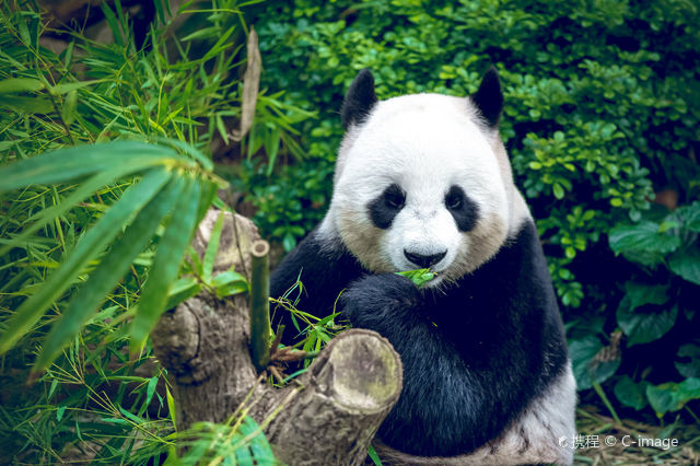 Chengdu Research Base of Giant Panda Breeding Reference image 3