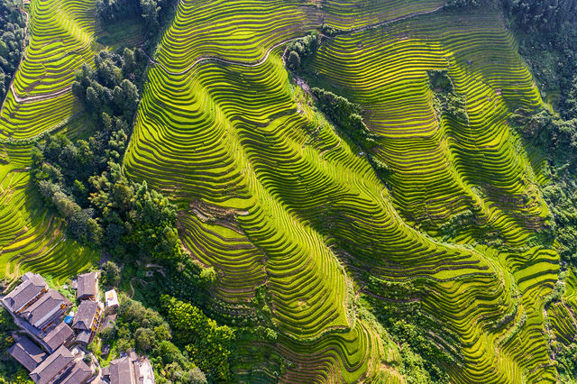 Longji Rice Terraces Reference image 2
