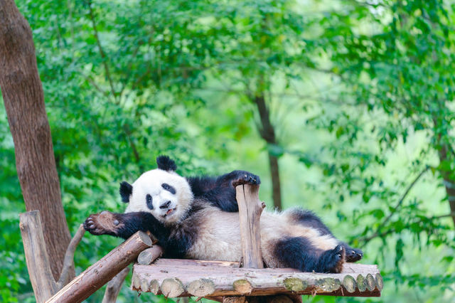Chengdu Research Base of Giant Panda Breeding Reference image 1