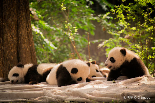 Chengdu Research Base of Giant Panda Breeding Reference image 2