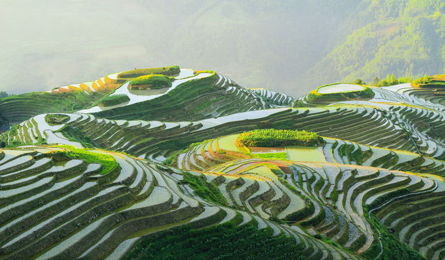 Longji Rice Terraces Reference image 4