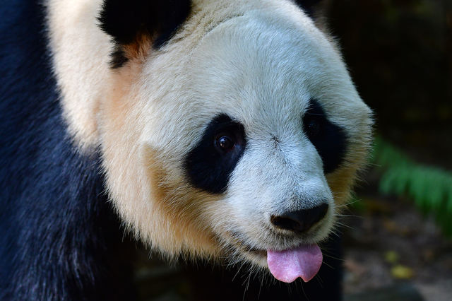 Shenzhen Safari Park Reference image 4