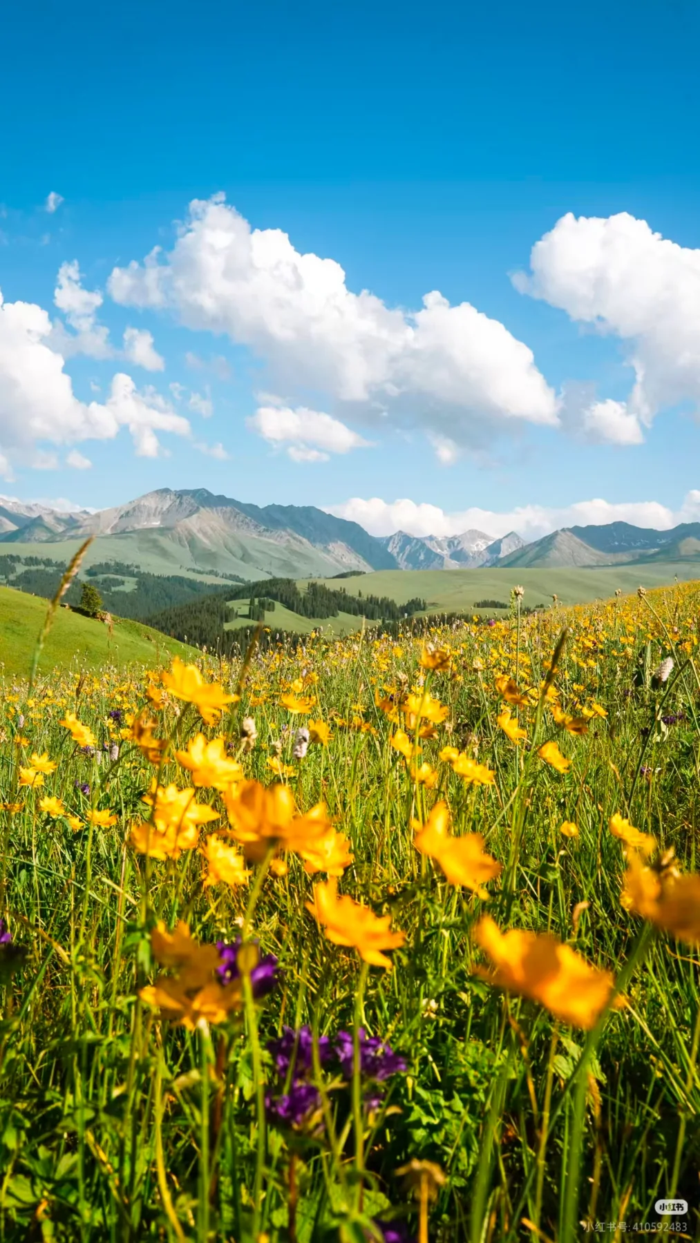 Grassland flowers pictured in the Kalajun material